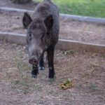 Sanglier-danger.com