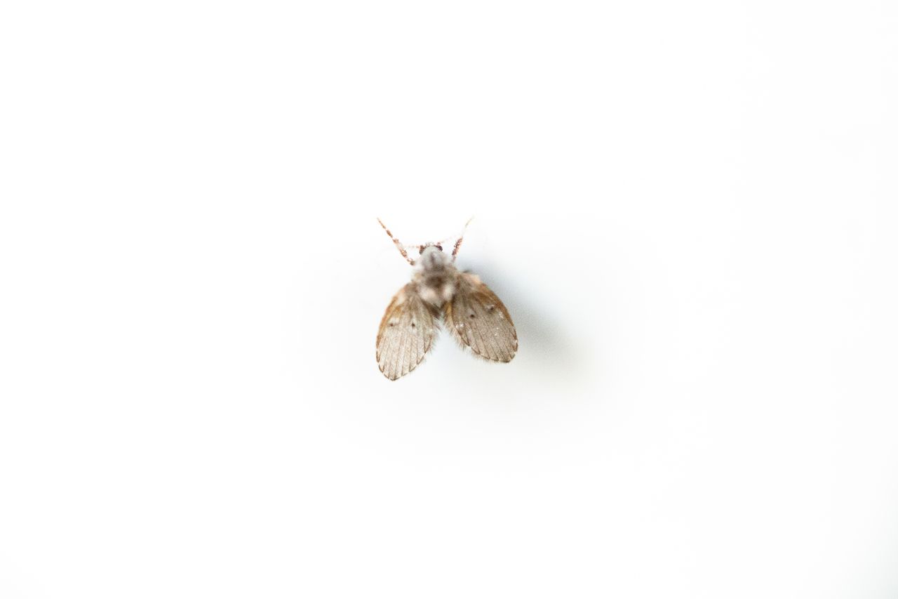 Larves de mites au plafond