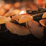 Champignon orange sur bois mort