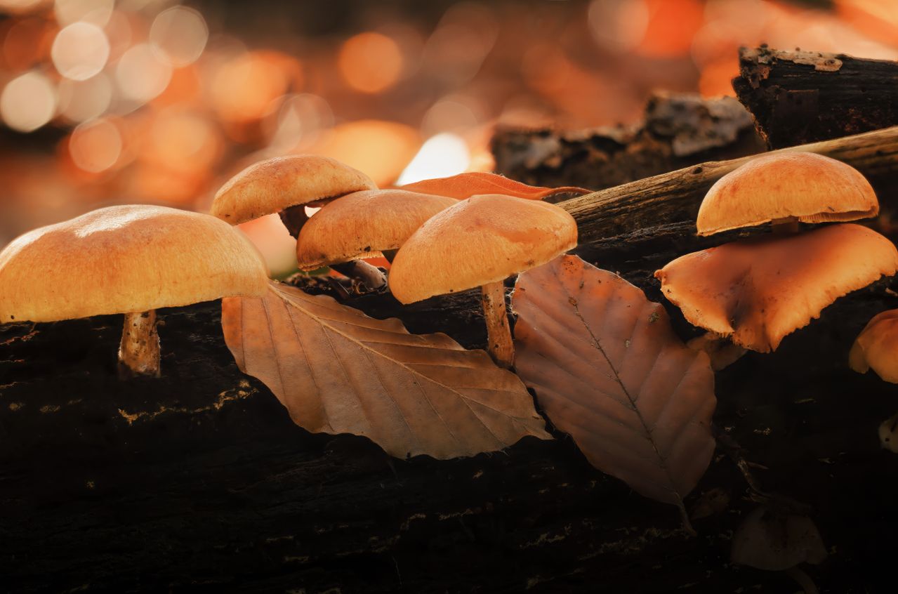 Champignon orange sur bois mort